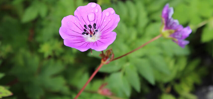 valley of flowers national park